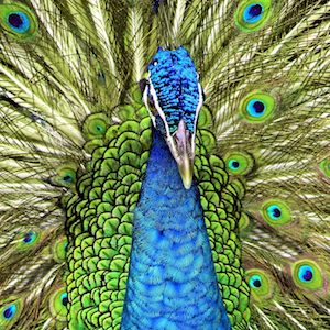 Headshot of Indian Peafowl