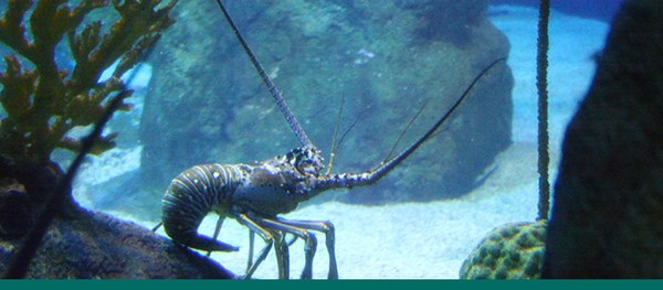 A lobster in the Inside the Wreck exhibit.