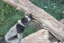Izy Lemur Web Feature