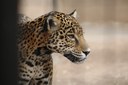 Jaguars 3 BioPark Connect