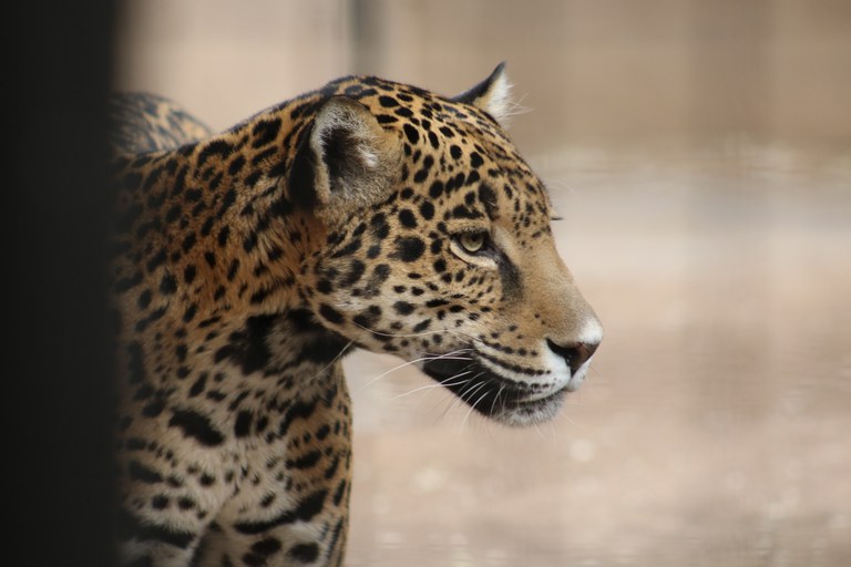 Jaguars — City of Albuquerque