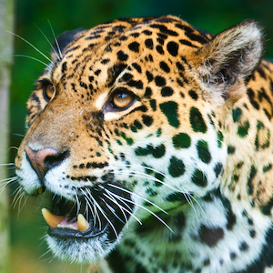 Jaguar Headshot Animal Yearbook