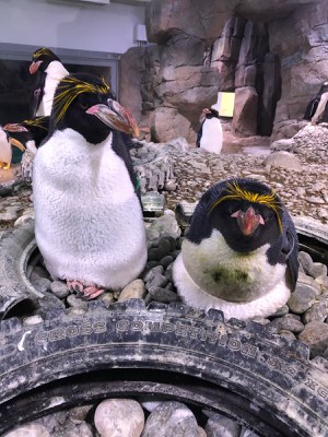 Macaroni penguins Minnow and Jamison care for their dummy egg. Minnow is sitting on egg while Jamison sits nearby.