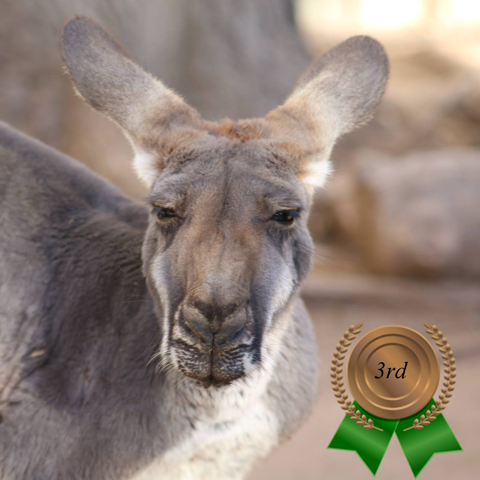 Zoo's Fastest Animal Kangaroo