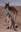 Kangaroo joey 2026