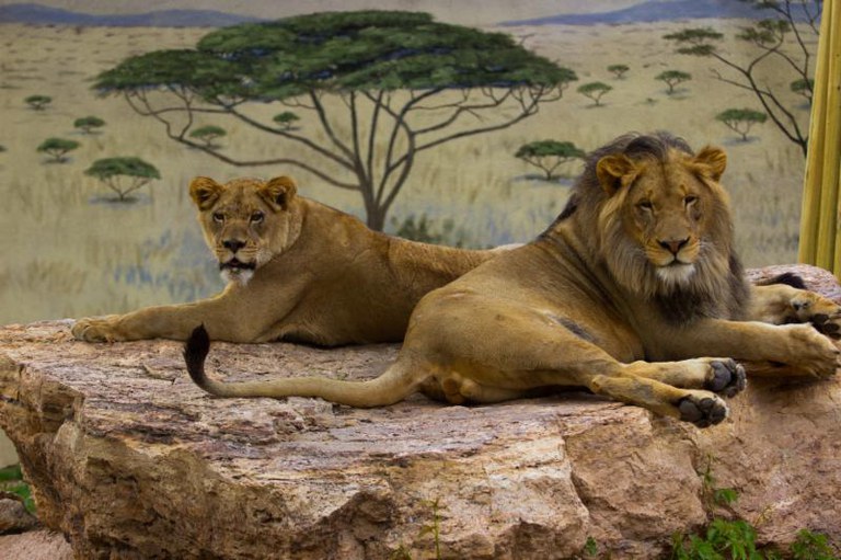 Lions Kenya and Dixie at the ABQ BioPark Zoo. Summer 2016.