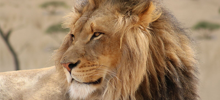 kenya-lion-biopark-face