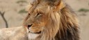Kenya Lion Closeup