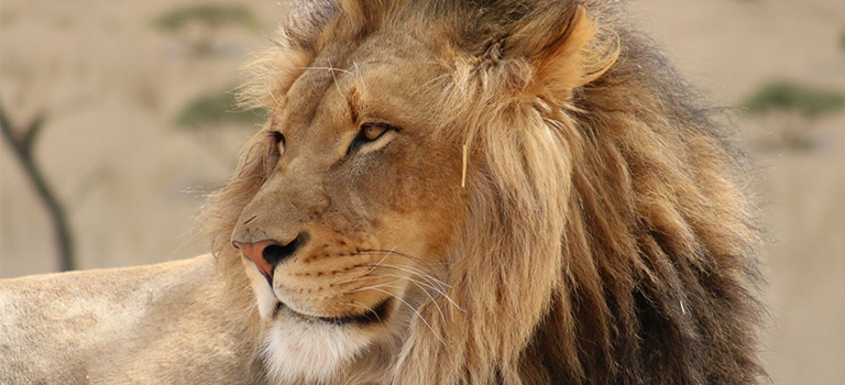 Kenya Lion Closeup