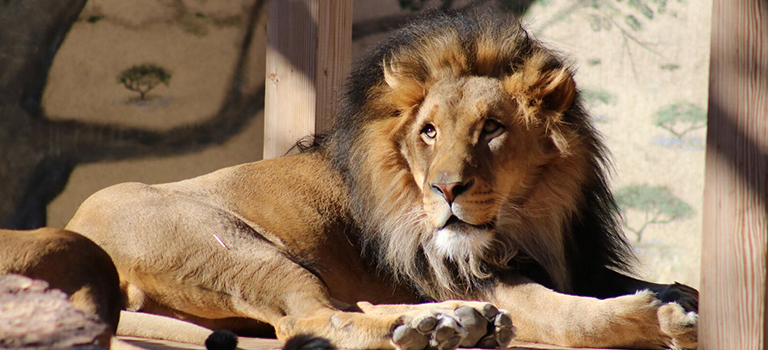 Kenya the Lion's Mane