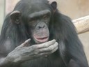 Kianga, female BioPark chimp, 2015