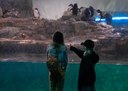 Guests in Penguin Chill