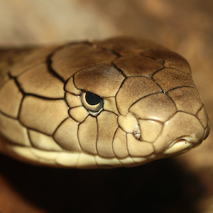 King Cobra Headshot 