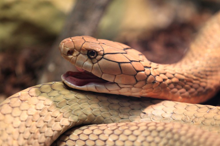 Bush Viper Animal Facts - A-Z Animals