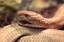 King Cobra, Dreamstime photo