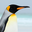 King Penguin Headshot Animal Yearbook