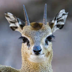 Klipspringer Headshot