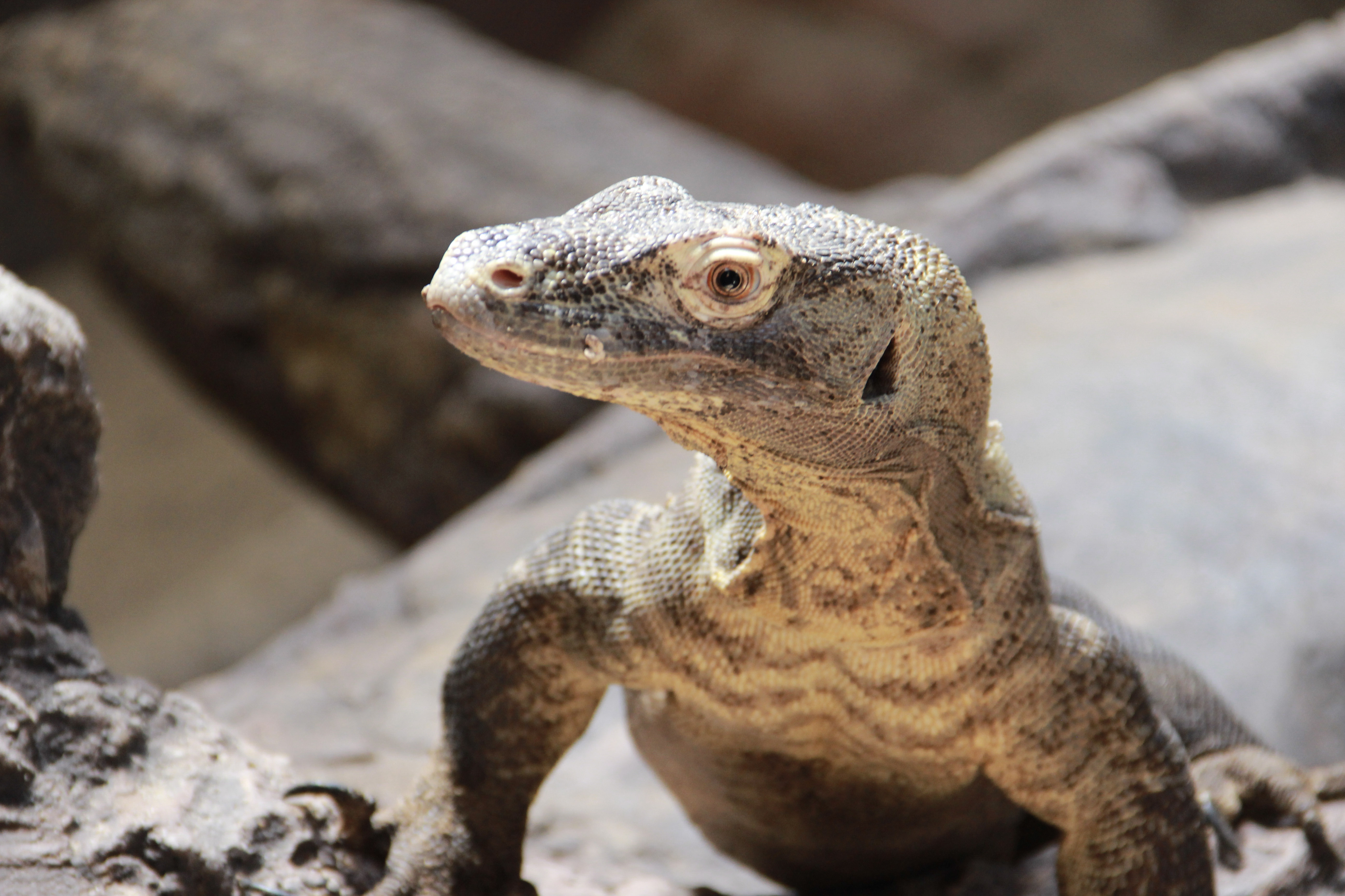 Komodo Dragon BioPark Connect