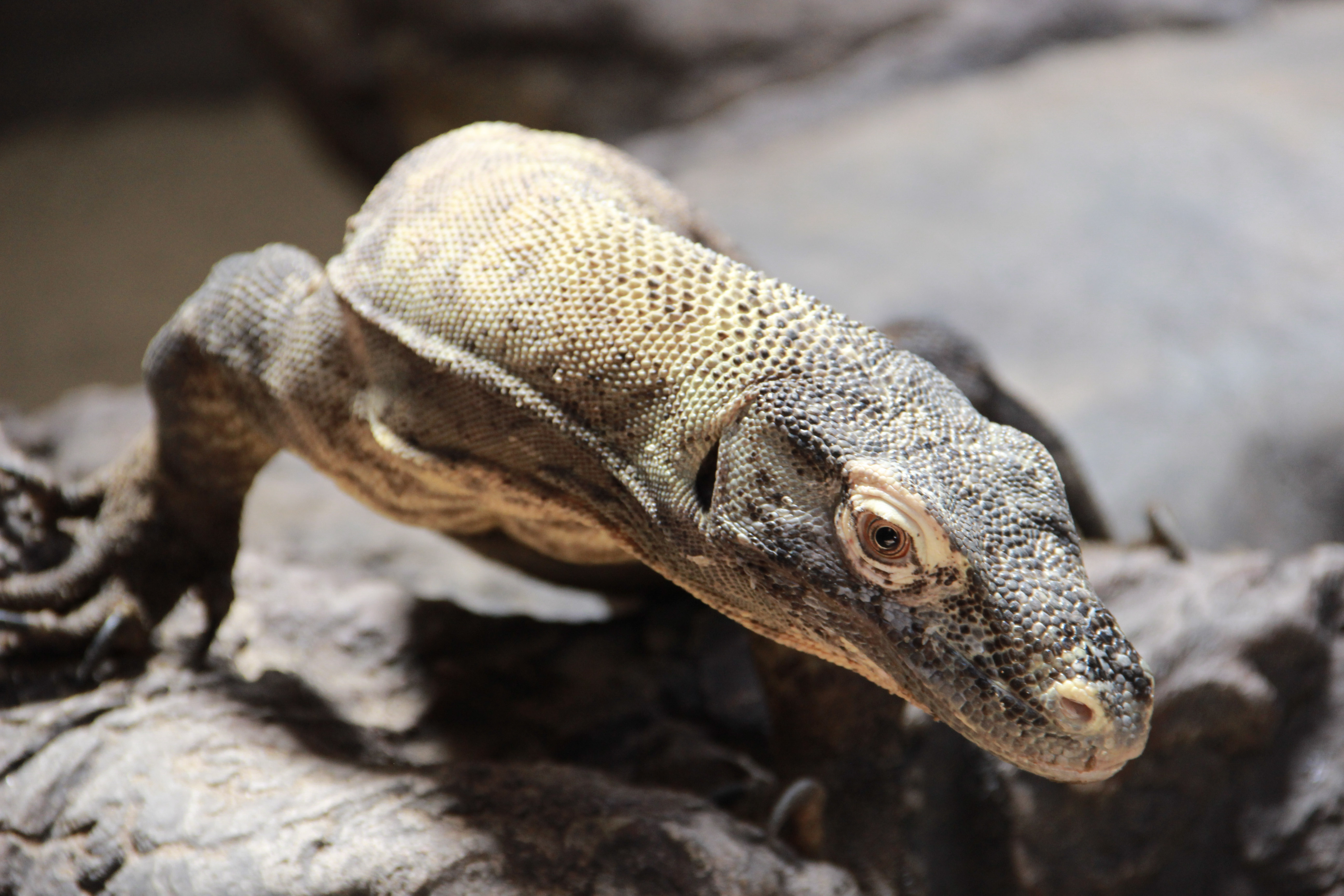 Komodo Dragon BioPark Connect