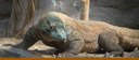 Komodo dragon banner