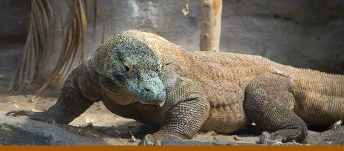 Komodo dragon banner