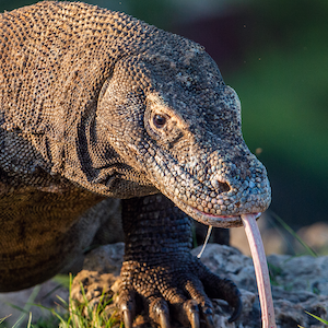 Komodo Dragon Headshot