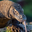 Komodo Dragon Headshot Animal Yearbook