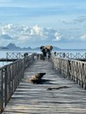 Komodo dragon pier