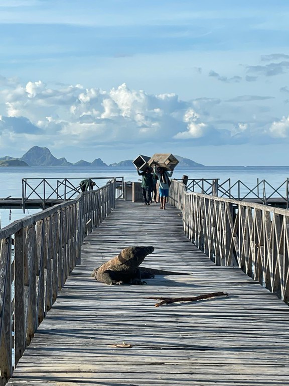 Komodo dragon pier