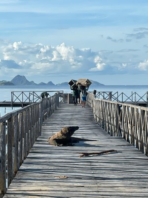 A komodo dragon sits on a pier with a blue sky and ocean in the background as two people in the distance walk toward it.