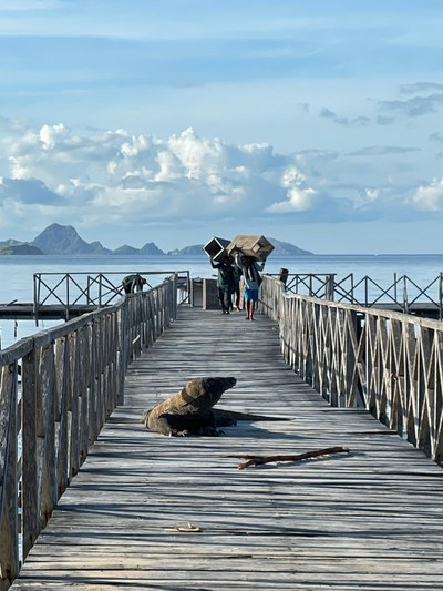 A komodo dragon sits on a pier with a blue sky and ocean in the background as two people in the distance walk toward it.