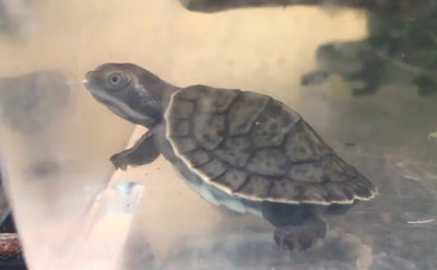 Krefft's Turtle Baby 2020