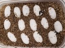 Krefft's Turtle Eggs 2020 Krefft's Turtle Eggs 2020