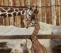 Giraffe June and her son Kumi, square