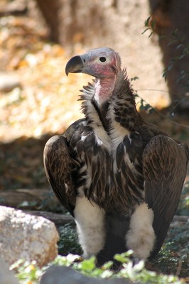 Lappet-faced vulture at the Zoo, Amanda Baca photo