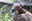 Lappet-faced vulture at the Zoo