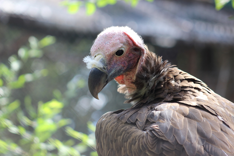 Lappet-faced vulture at the Zoo