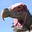 Lappet Faced Vulture Headshot
