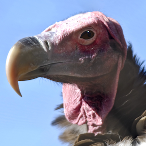 Headshot of Lappet Faced Vulture