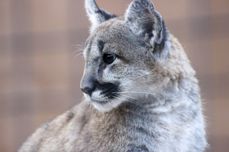 Larabee Mountain Lion 2