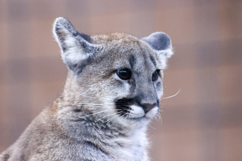 Larabee Mountain Lion 3