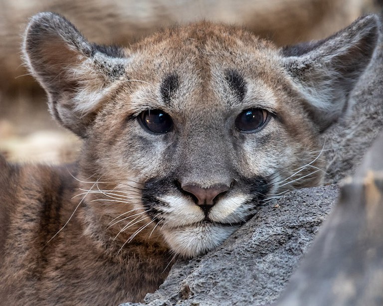 Larabee Mountain Lion as a baby