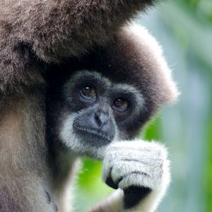 Lar Gibbon