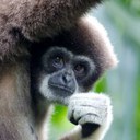Lar Gibbon