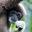 Lar Gibbon