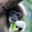 Lar Gibbon