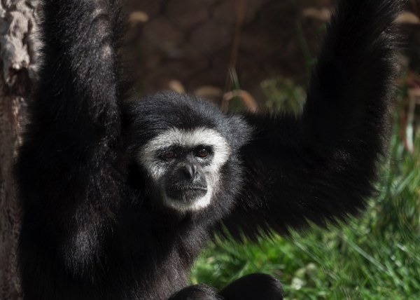 Polaris gibbon