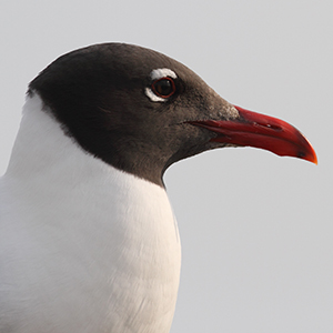 Laughing Gull Headshot