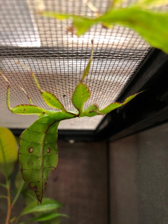 Leaf Bug BioPark Connect