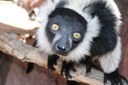 news and features tile lemur.jpg